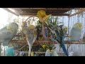 Rainbow Budgies Bringing Relaxation and Happiness to Bird Lovers
