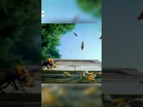 Удивительный способ борьбы пчел с шершнями