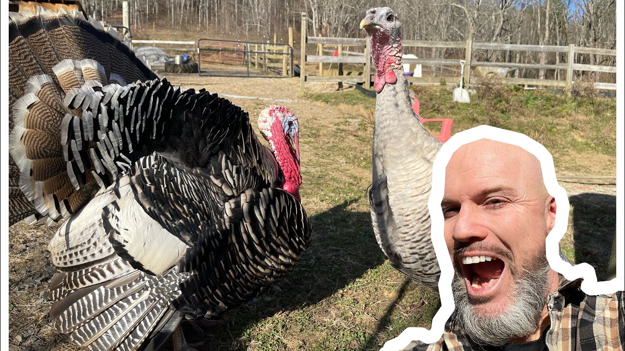 Do Turkeys Make Good Pets?