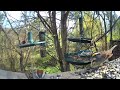 Nuthatch, Sparrow, Finches & More❣️