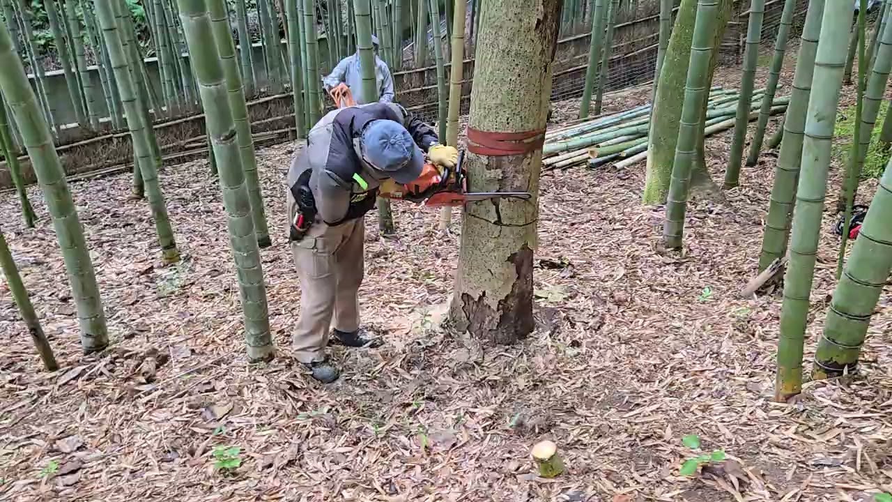 京都嵐山みたいな竹林を作ろう593 岡山県玉野市天王池竹林の会#竹林
