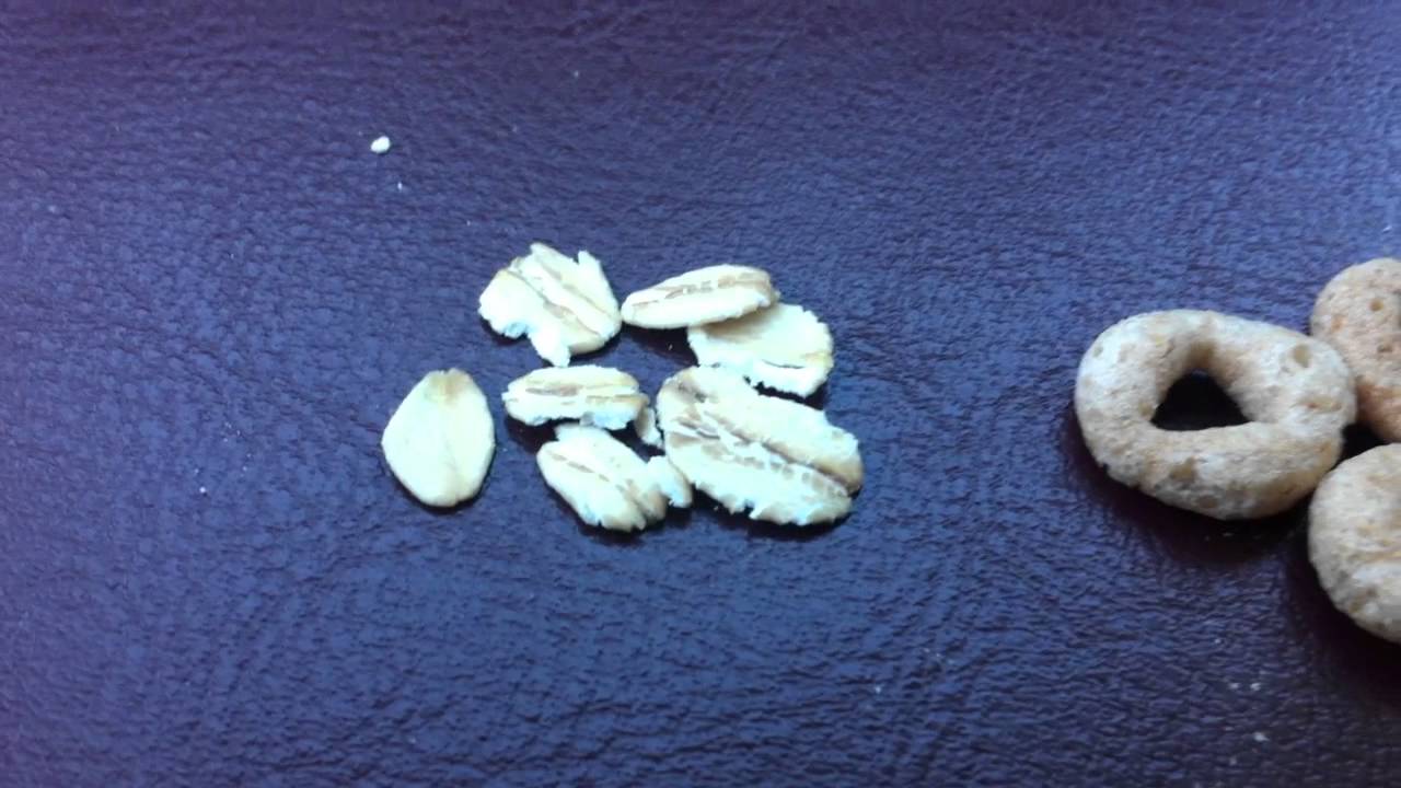 Cheerio vs the Rolled Oat Which is Safer to Eat? YouTube