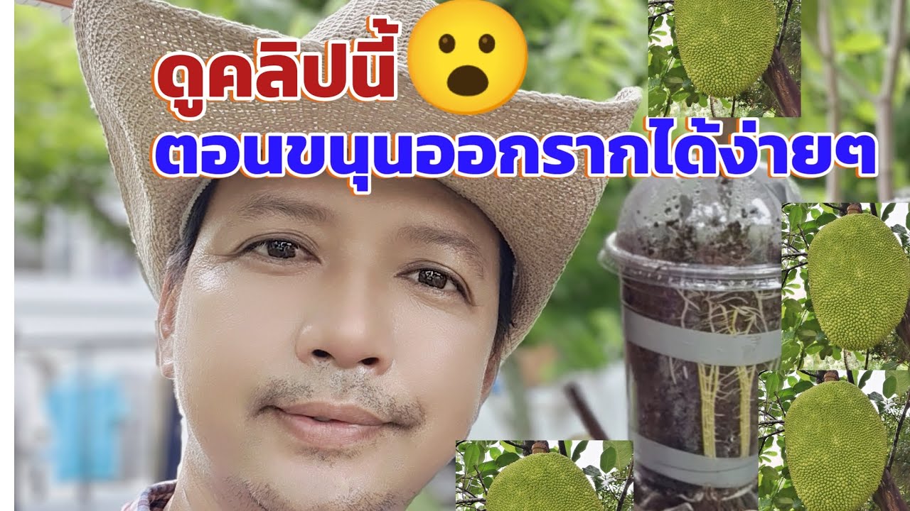 ดูคลิปนี้จบ ตอนกิ่งขนุนออกรากไปปลูกได้ง่ายๆ ไม่ต้องซื้อ #เทคนิคตอนกิ่งขนุน #ตอนกิ่งขนุน