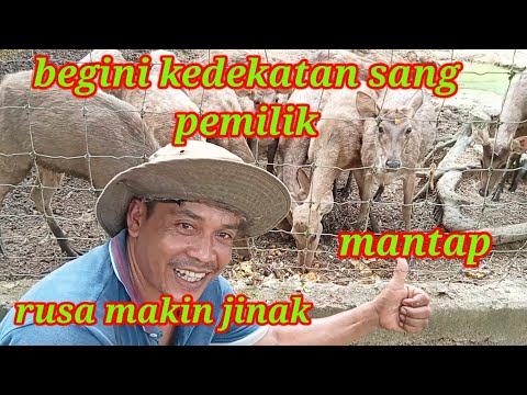 Video: Adakah rusa makan jerami?