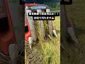 中古でも倒伏稲余裕で行けます！！クボタコンバイン･SRｰM20(簡易整備機)で刈取り 【あぐり家中四国ふぁくとりー･岡山店】#あぐり家 #クボタコンバイン