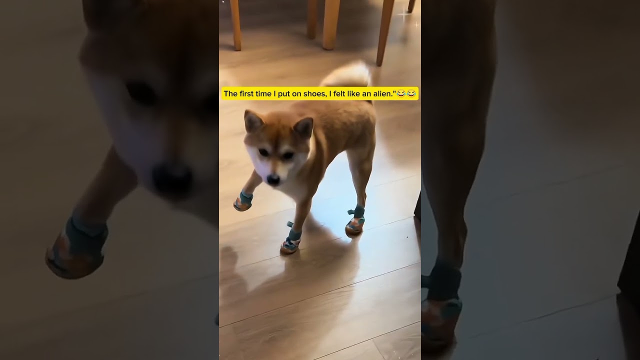 "When Dogs First Wear Shoes... The Results Are Hilarious!"