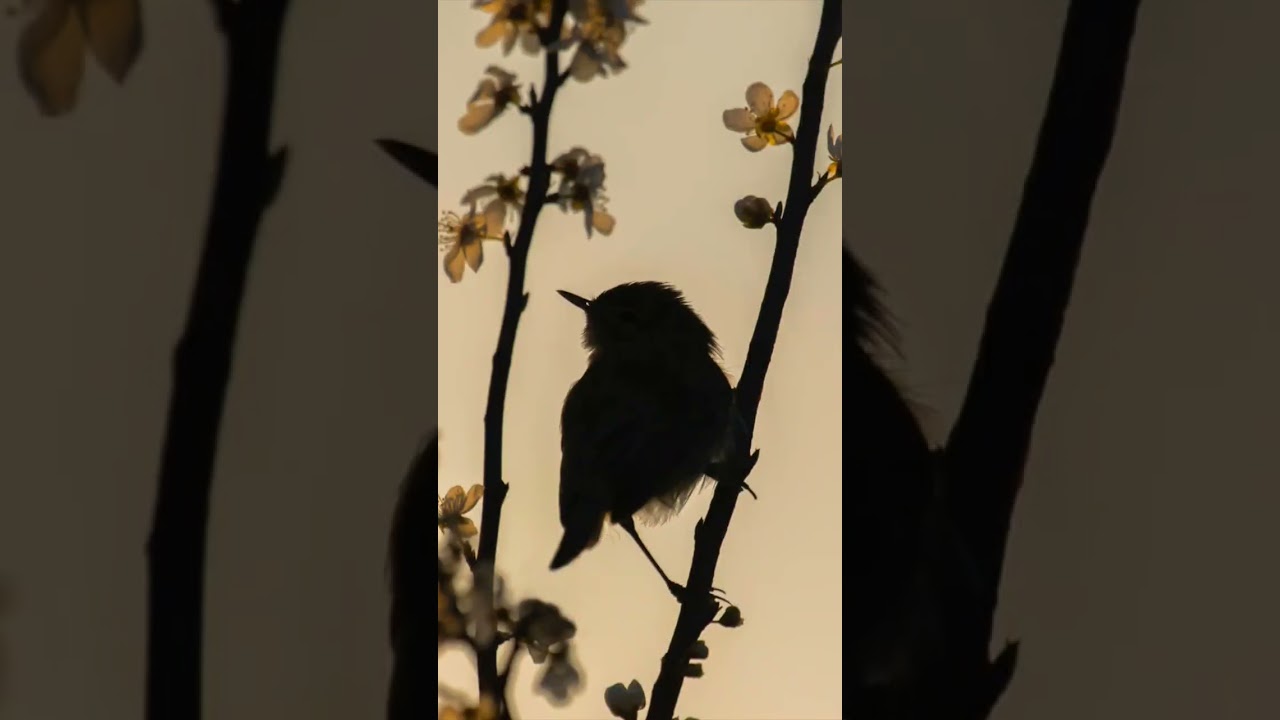 #wildlifephotography