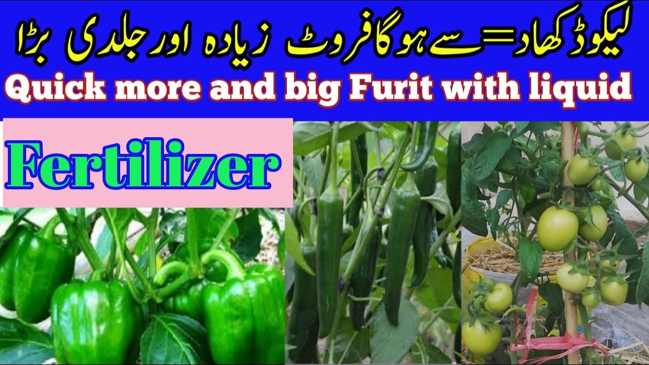 Easy To Make liquid organic fertilizer at home all plants groth and
