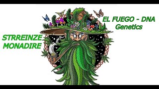 CANNAPEDIA PRO GROWERS CUP 🏆 - STREINZE MONADIRE
