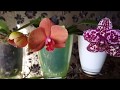 Орхидеи. Одновременное цветение 10 подростков орхидей ,купленных в размере 1.7