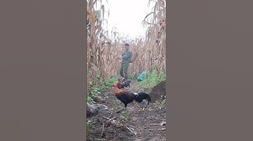 Hlau youtube mus ntaig pob kws coj qaib qus mus lom zem heev li.gà rừng