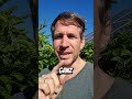 Blattläuse schnell loswerden! #garten #tippsundtricks #gartenarbeit #gartentipps #foryou #fyp