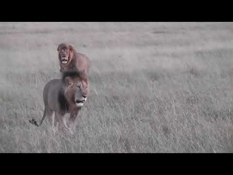 Olerai And Olekiti Croton Island Males Maasai Mara