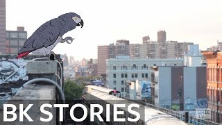 The Dark Secret of Brooklyn's Wild Parrot Population | BK Stories