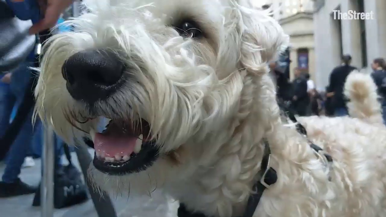 Behind the Scenes of Chewy’s IPO