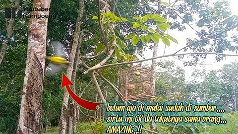 mikat sirtu ekor hitam super ganas yang GK takut orang,,😱