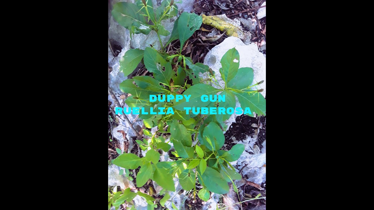 how-to-get-rid-of-gastroenteritis-with-ruellia-tuberosa-popularly-known