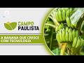O cultivo da banana que está crescendo no Vale do Ribeira