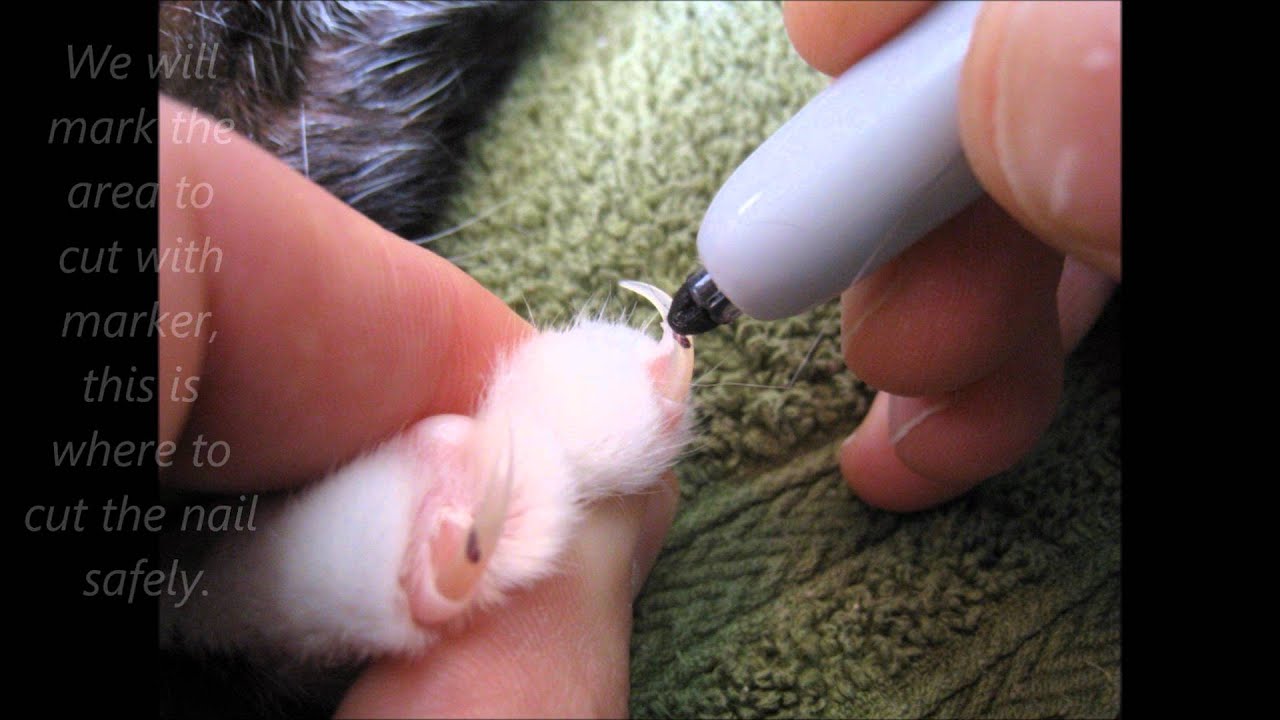 Se le puede cortar las uñas a los gatos