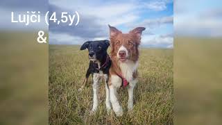 Luja A Raya/ Border Collies Luja A Raya/ Border Collies