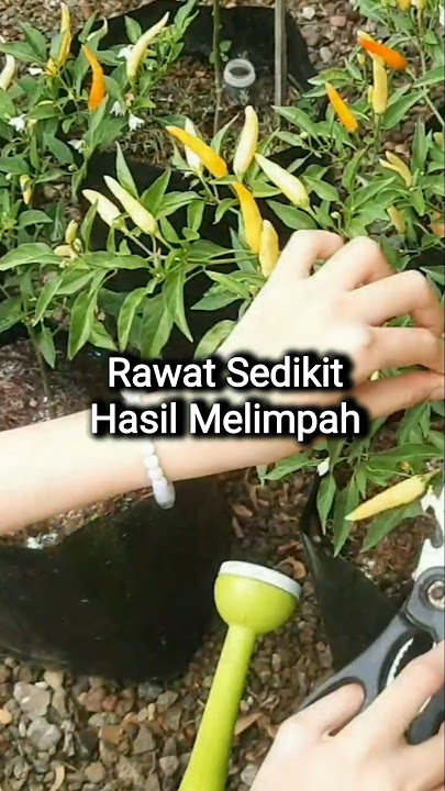 Take a little care for maximum chili results #mychiliplants #penagarden