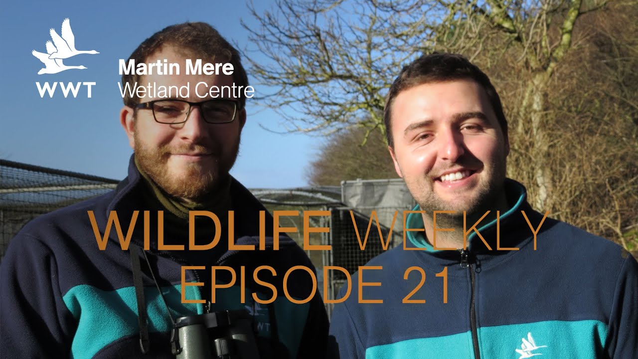 Wildlife Weekly Martin Mere - Episode 21