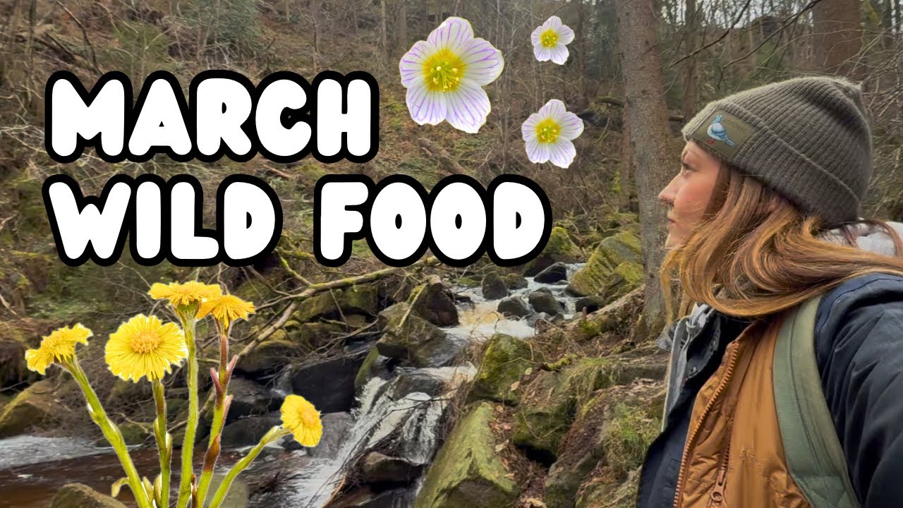 Foraging in March | Wild Food in the UK