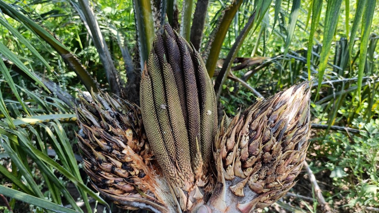 పామాయిలు గేలా కటింగ్ #oilfam #agriculture #farming #myfarminglife