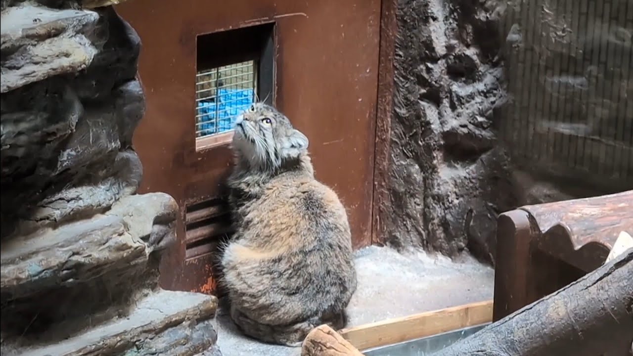 小獣館の動物たち 2026.04.25 - YouTube