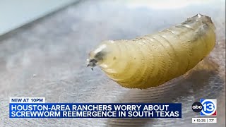 Houston-area ranchers worry about reemergence of screwworm