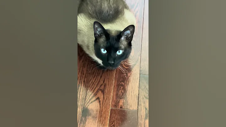 Video 4776351: siamese cats catlover, catlover siamese cute, siamese animals pets, siamese cats funny cute