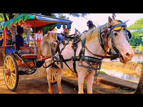 NAIK DELMAN ISTIMEWA - LAGU ANAK INDONESIA - LAGU ANAK POPULER - KUDA TUNGGANG - LAGU ANAK-ANAK