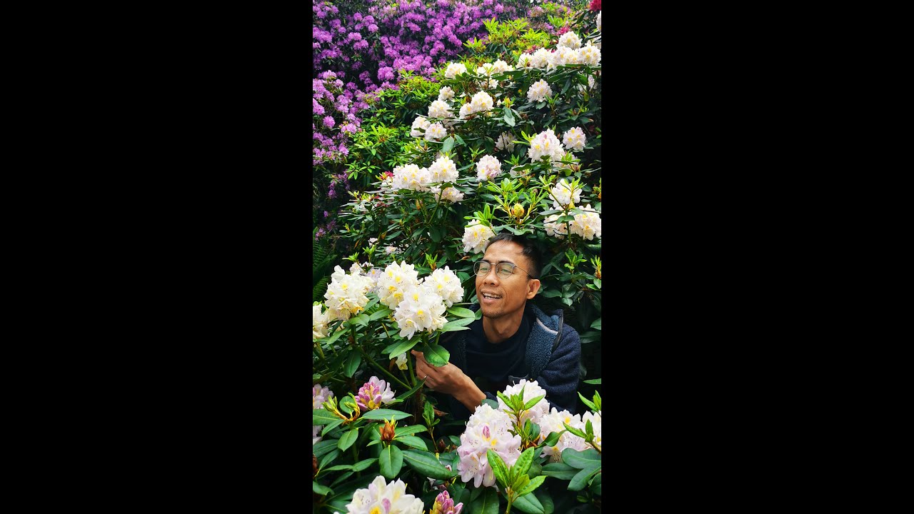 Different varieties of #Rhododendrons | The Planet V #shorts