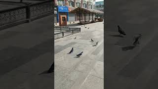 #yasseraldossary #quran #drone #youtubeshorts #المصحف #tech #nature #القزابري