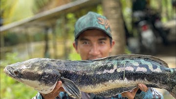 Trải nghiệm câu cá lóc bông khủng .. Khu Du Lichn Hoa Rừng U Mình ..