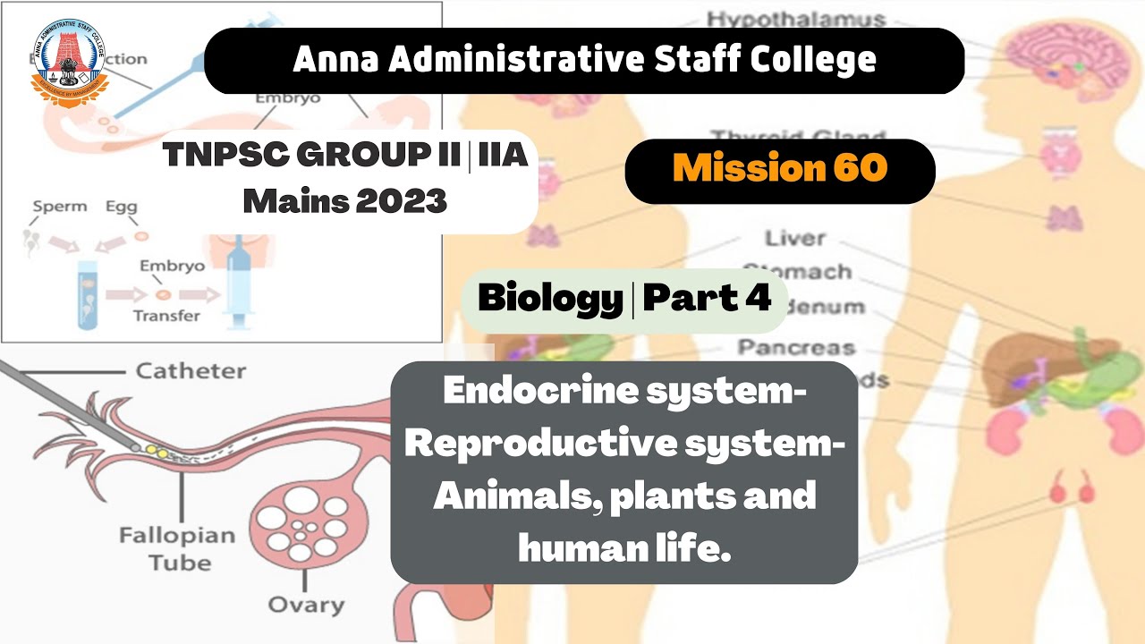 TNPSC GROUP II/IIA Mains 2023 | Biology| Part 4|Endocrine system-  Reproductive system| - YouTube