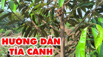 HƯỚNG DẪN TỈA CÀNH SẦU RIÊNG 8 THÁNG ĐẾN 1 NĂM TUỔI