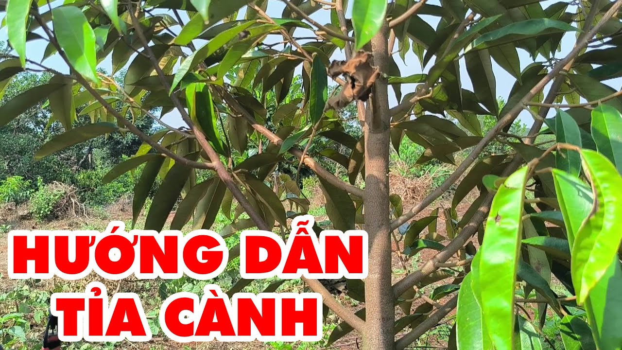 HƯỚNG DẪN TỈA CÀNH SẦU RIÊNG 8 THÁNG ĐẾN 1 NĂM TUỔI