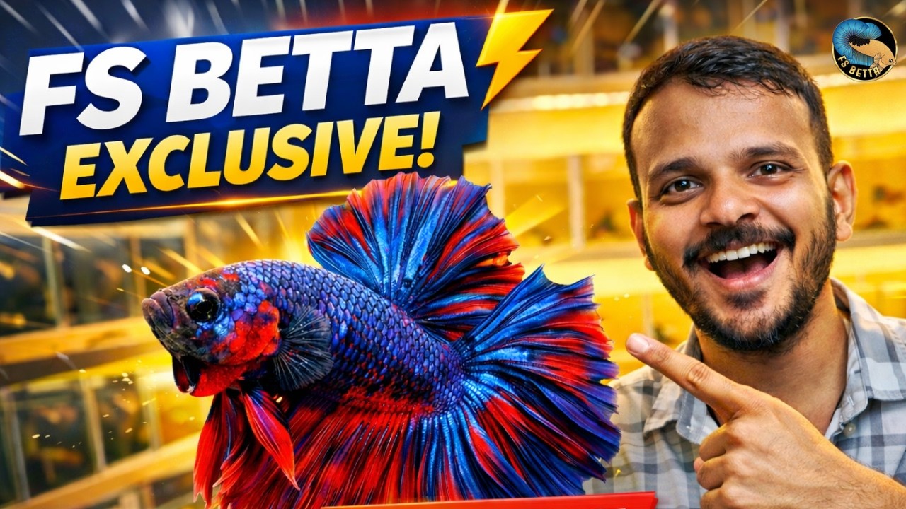 Mumbai me Best Betta Fish - FS Betta Jogeshwari Exclusive Varieties