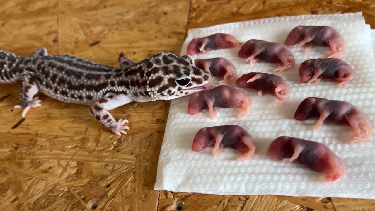 When you give pink mice to reptiles, leopard geckos and toads