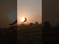 Backfilip video support karo please #shorts #stunt #viral #video 🥺❤️🤸