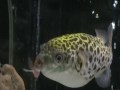 Puffer fish eating a goldfish.