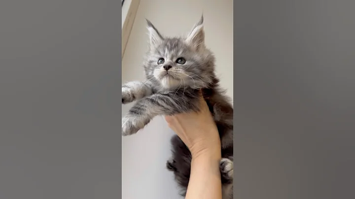 Video 11683091: mainecoon cat cutecat kitten, mainecoon cat kitten kitty, mainecoon kitten cute kitty