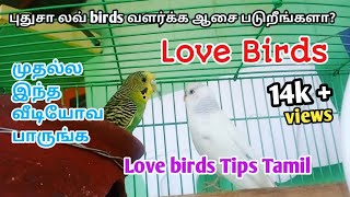 Love Birds valarpu  Basic Tips | புதுசா லவ் பேர்ட்ஸ் வளர்க்க ஆசை படுறீங்களா? #lovebirds