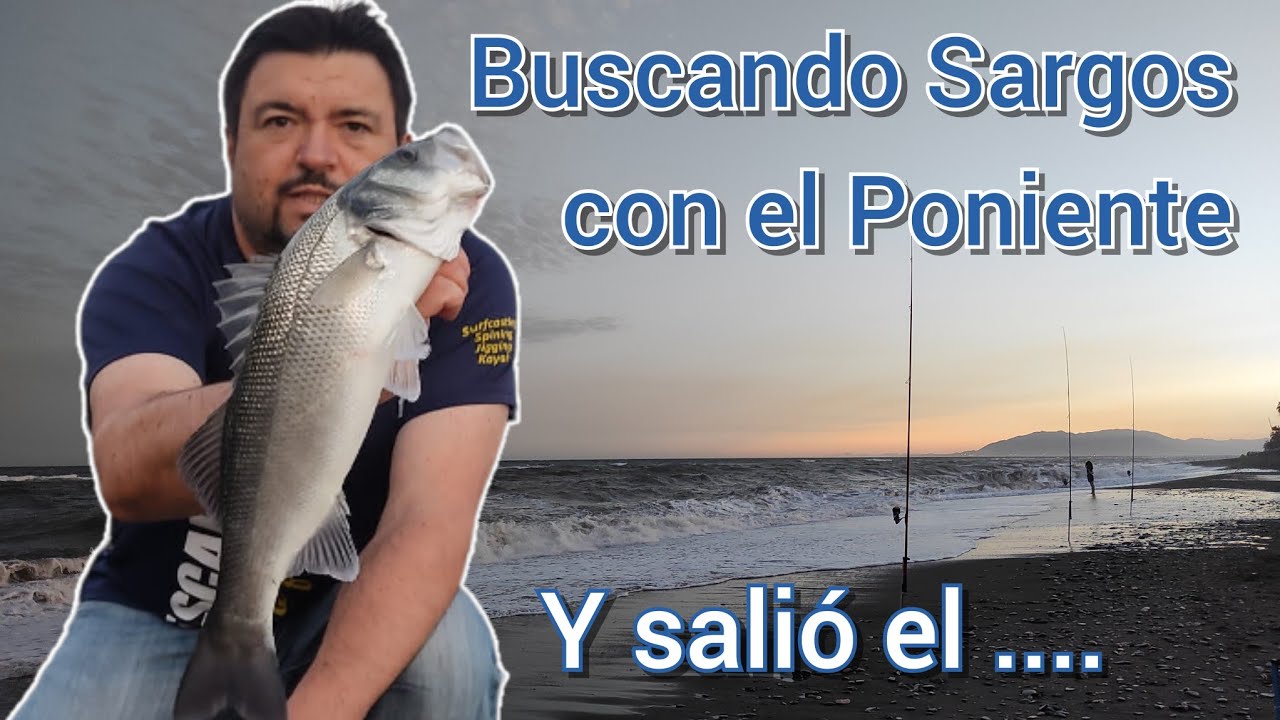 PESCAMAR - (VID97) - Pesca Surfcasting buscando Sargo y salió el Róbalo. Playa de Chilches - Cañuelo