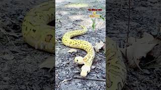 Celebrity The Challenge of a Two Headed Snake | The Animal Wild #python #animals #shorts #shortsvideo Profile