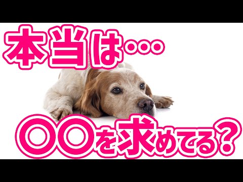 イッヌドットライフ - YouTube