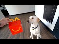 LABRADOR TRIES MCDONALDS HAPPY MEAL AGAIN!!