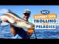 Slow Trolling Live Baits for Pelagics!