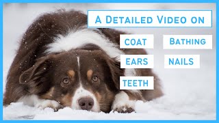 Grooming an Australian Shepherd  Coat, Bathing, Ears, Nails & Teeth Care